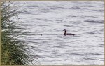 Set#21-a – Great&nbsp;Grebe