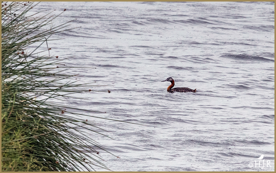 Great Grebe