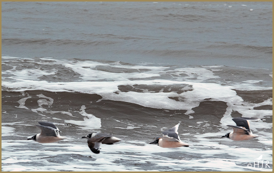 Franklin's Gulls