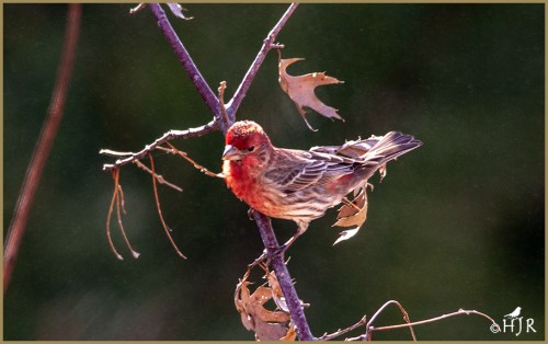 House Finch