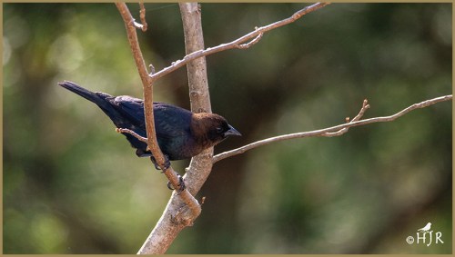 Brown-headed Cowbird