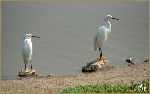 Snowy Egrets