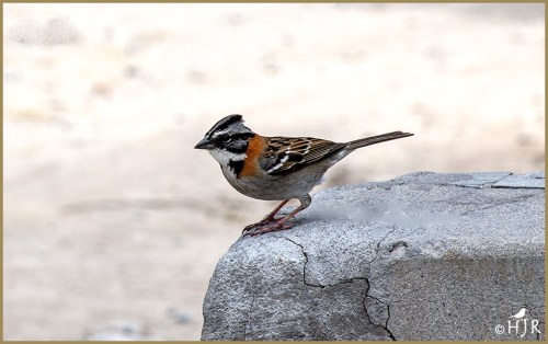 Rufous-collared Sparrow