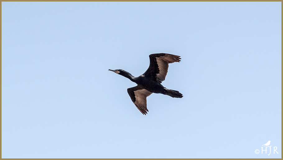 Double-crested Cormorant