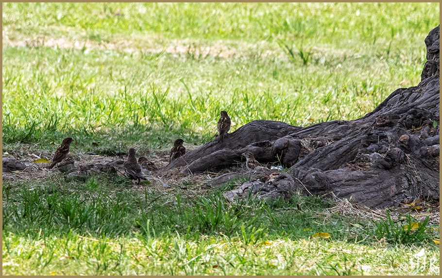 House Sparrows