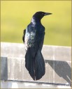 Boat-tailed Grackle