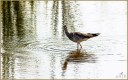Greater Yellowlegs
