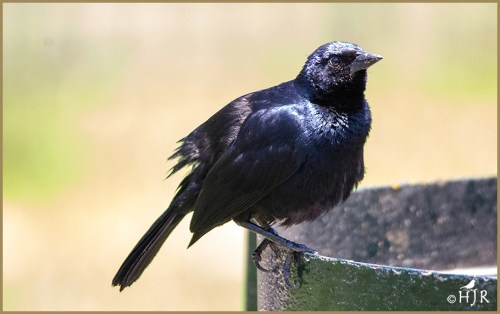 Shiny Cowbird