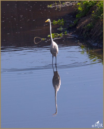 Great Egret