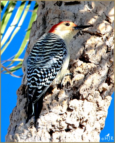 Red-bellied Woodpecker