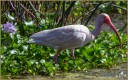 American White Ibis