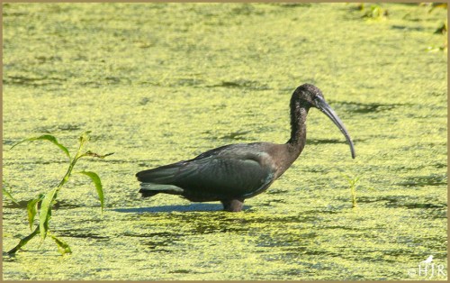 Glossy Ibis