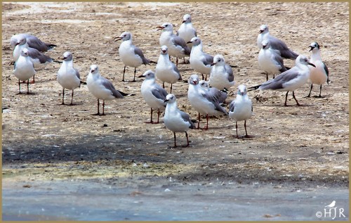 Gray-headed Gulls