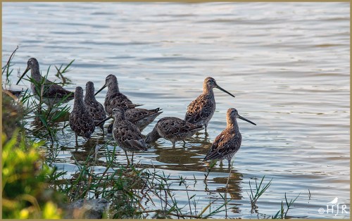 Stilt Sandpipers