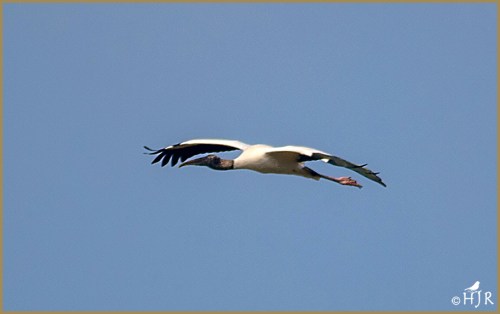 Wood Stork