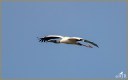 Wood Stork