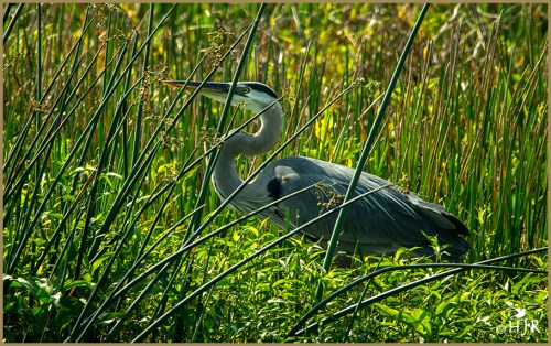 Great Blue Heron