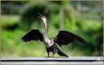Set#42-b – Anhinga