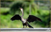 Anhinga