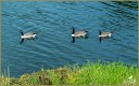 Canada Geese