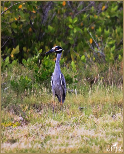 Yellow-crowned Night Heron