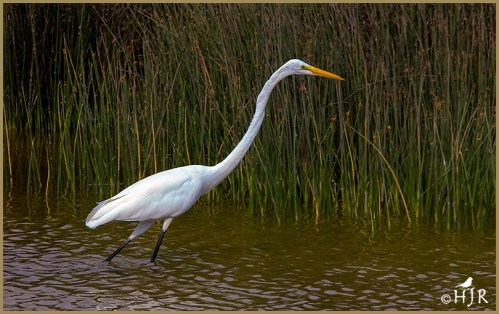 Great Egret