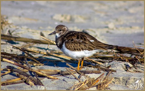Ruddy Turnstone