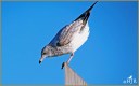 Ring-billed Gull