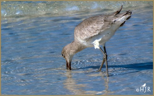 Willet