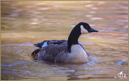 Canada Goose