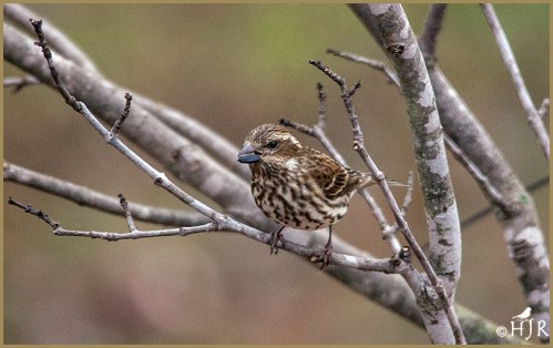 Purple Finch (F)