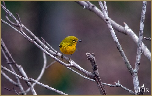 Pine Warbler