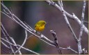 Pine Warbler