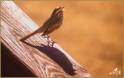 Song Sparrow