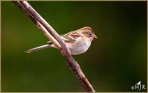 Field Sparrow
