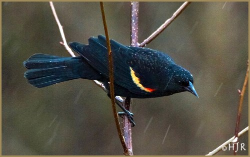 Red-winged Blackbird