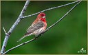 House Finch (M)