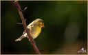 American Goldfinch (F)