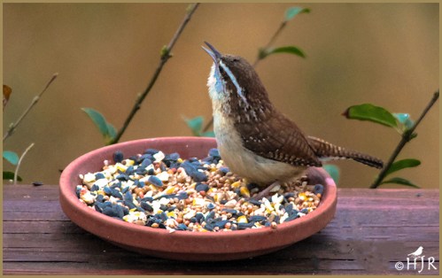 Carolina Wren