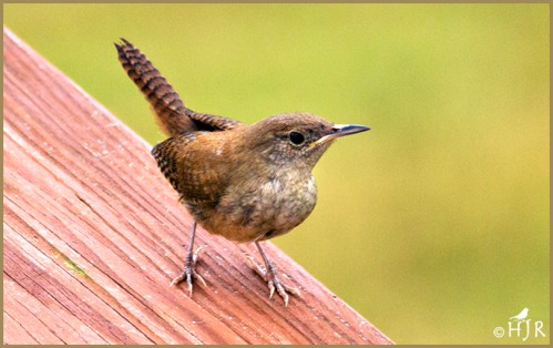 House Wren