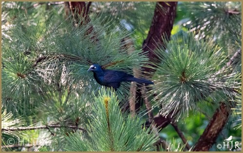 Common Grackle