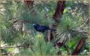 Common Grackle