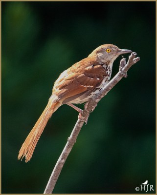 Brown Thrasher