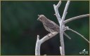House Finch (Fledgling)
