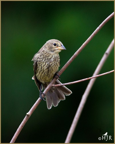 Brown-headed Cowbird (F)