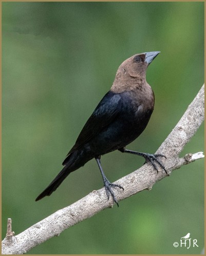 Brown-headed Cowbird (M)