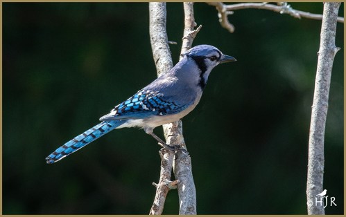 Blue Jay