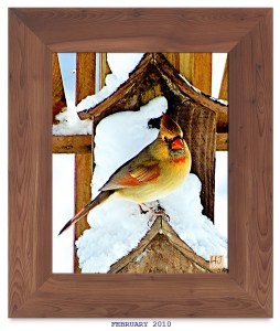 Northern Cardinal (F)