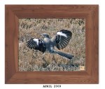 2ML-012 – Northern&nbsp;Mockingbird