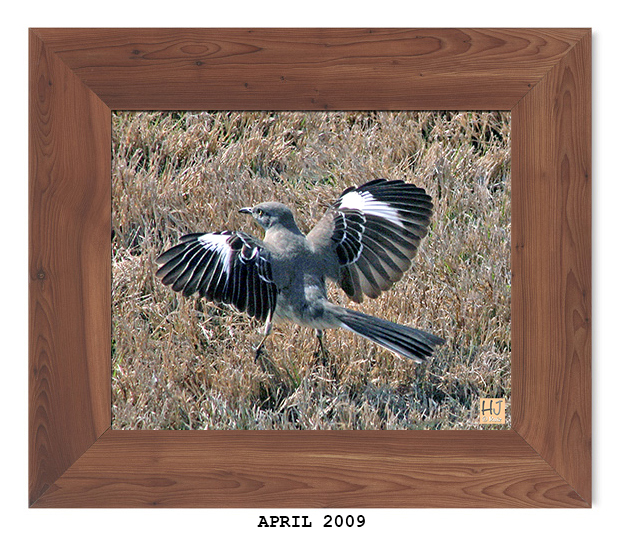 Northern Mockingbird